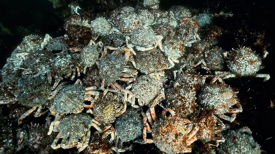 Araignées