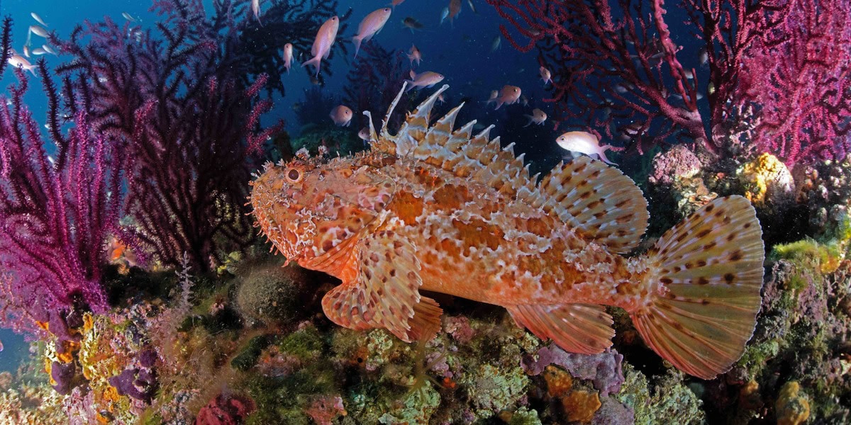 Chapon sur la Costa Brava