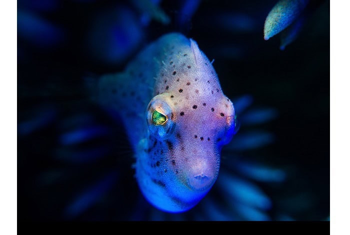 Compactmacro2