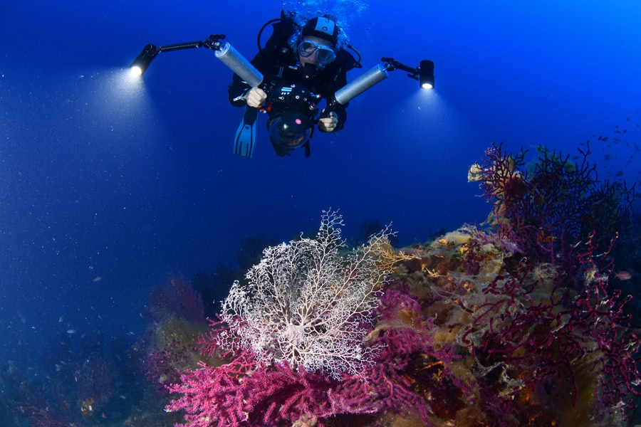 Gorgonocephale Sur Le Sec De Larmoire