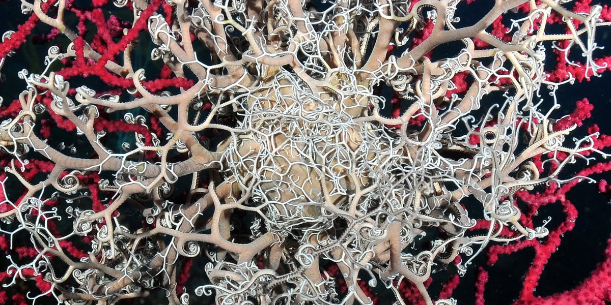 gorgonocéphale ou tête de méduse