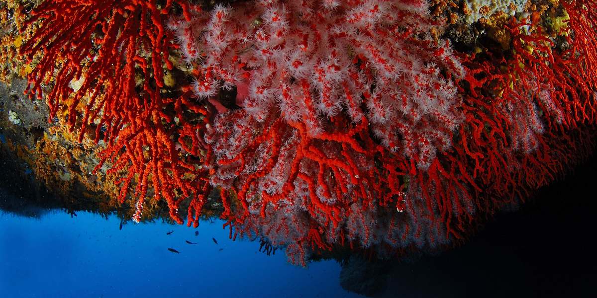 Corail rouge