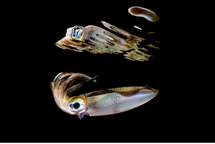 Cyril Di Bisceglie 1er Prix Série Expert