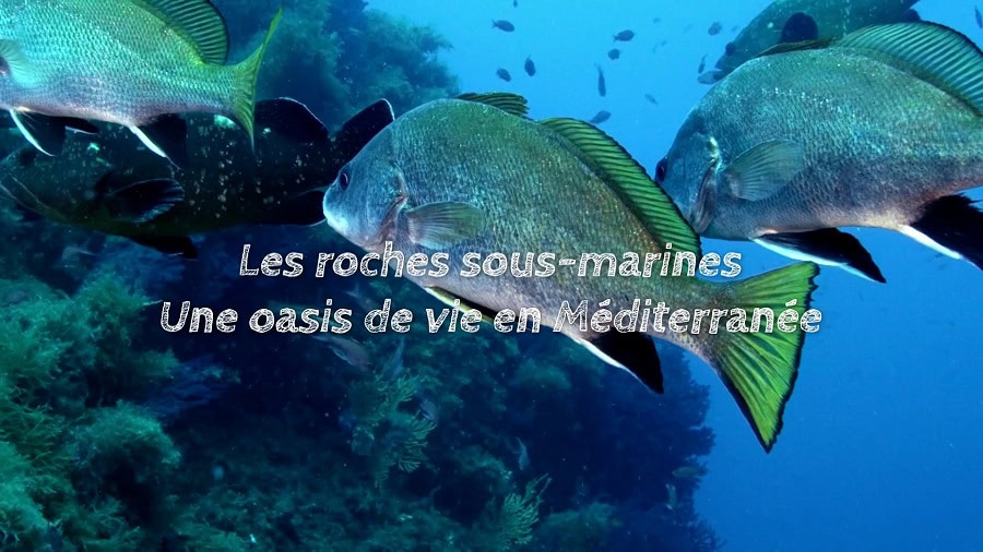 Une Oasis De Vie