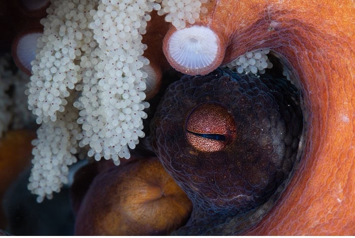 2nd marine life behavior louise nott a mothers watchful eye