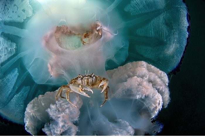 3rd marine life behavior salvatore ianniello shy and brave