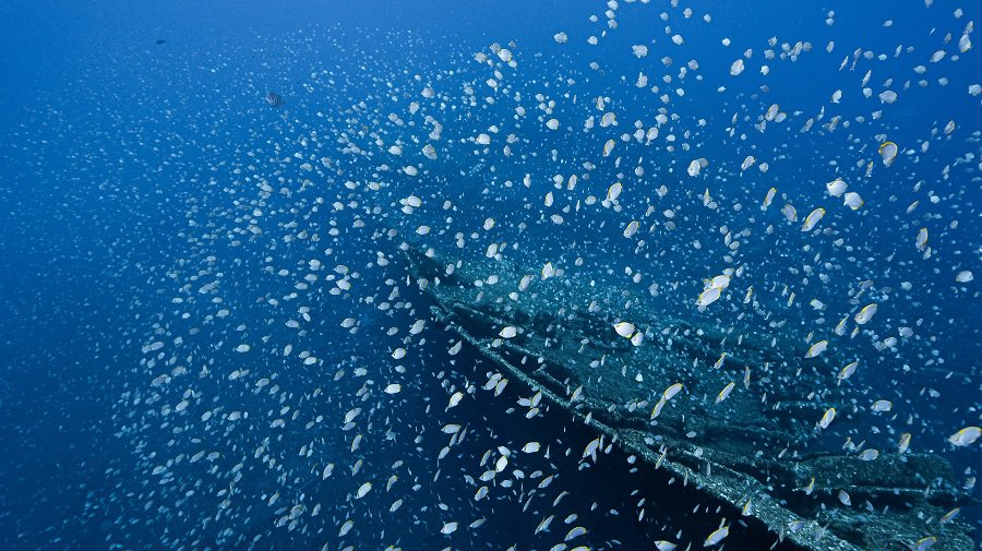 Gigantesque nuage de poissons papillons autour de l cpave du papa nui un a