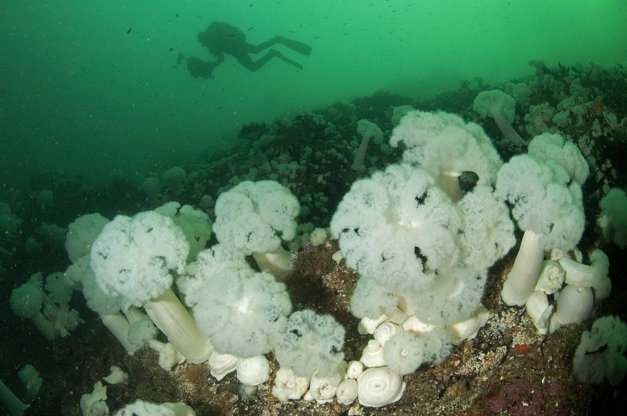 Nicolas barraque colombie britannique nov 2006 ambiance anemone blanche dsc 0099 1