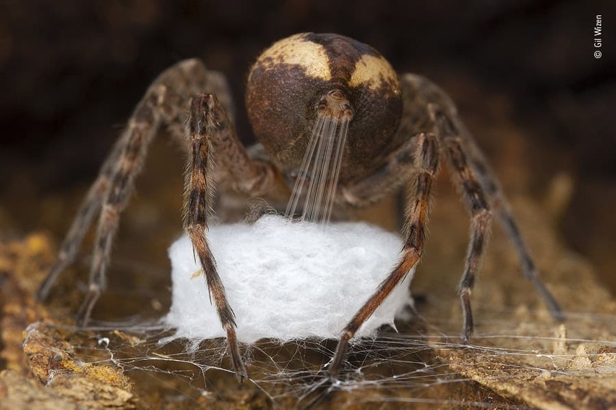 © gil wizen wildlife photographer of the year