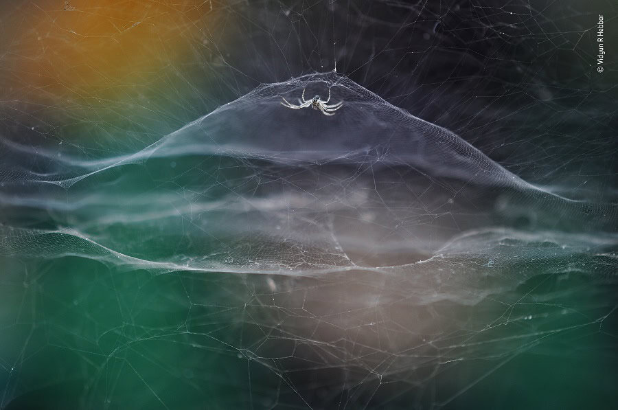© vidyun r hebbar wildlife photographer of the year