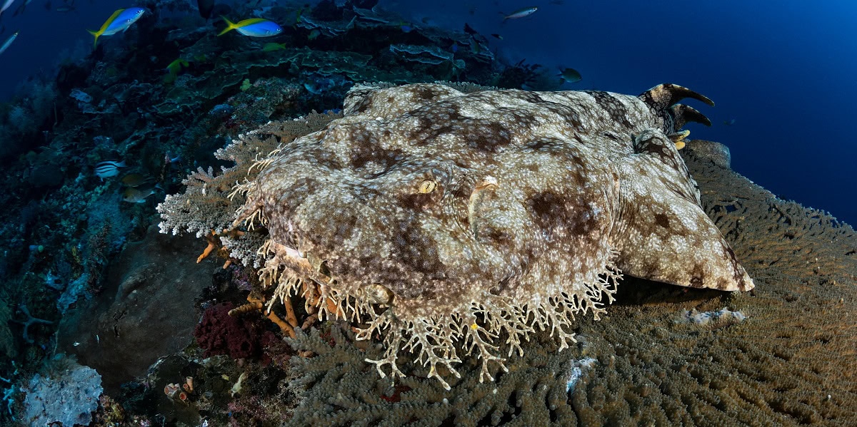 Poisson étrange sur un fond corallien vibrant, illustrant la diversité marine fascinante.