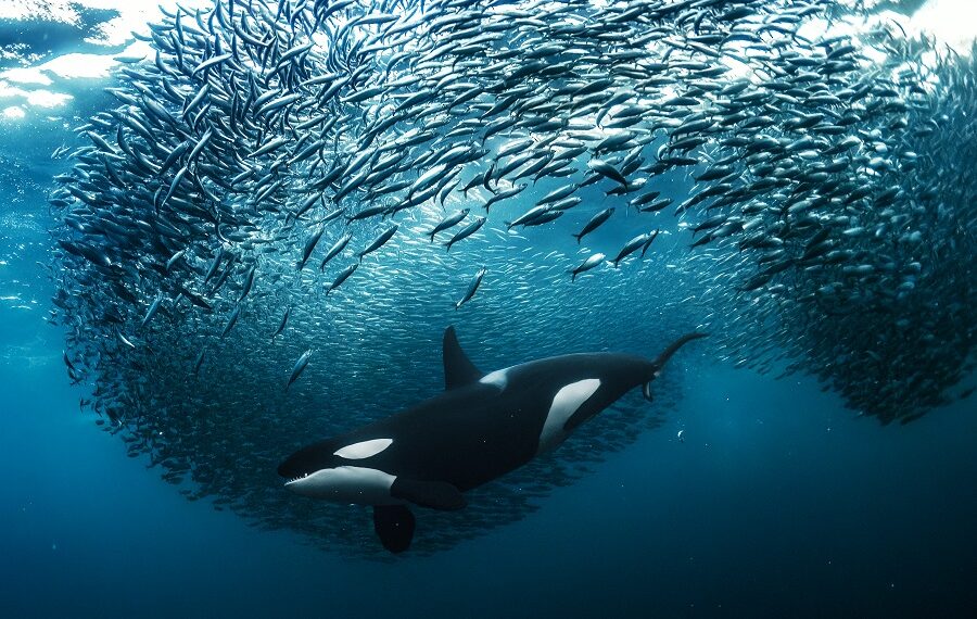 102andyschmid 900x570