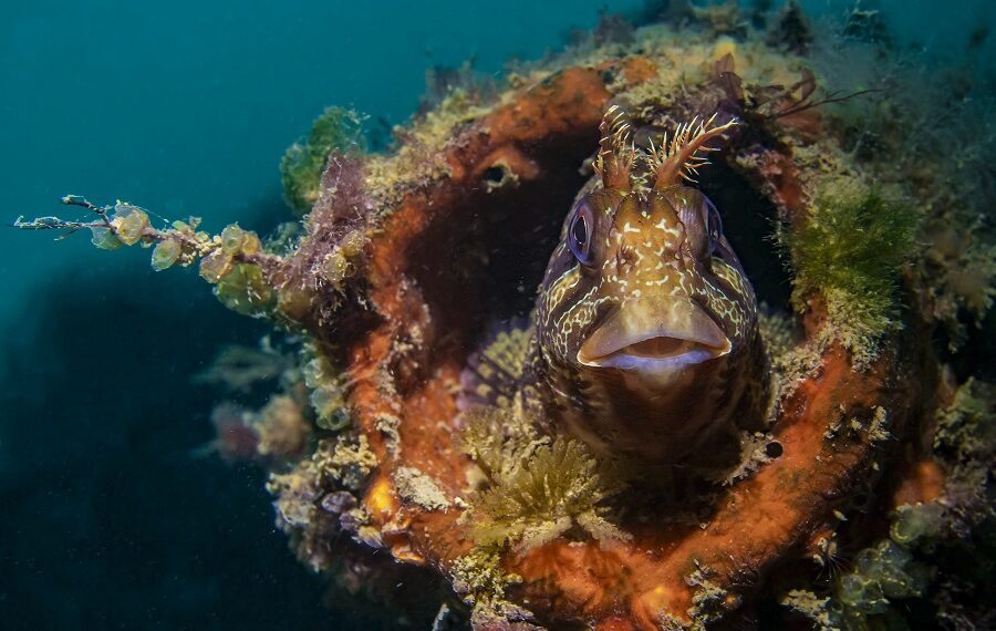 1103alisonpettitt 900x570