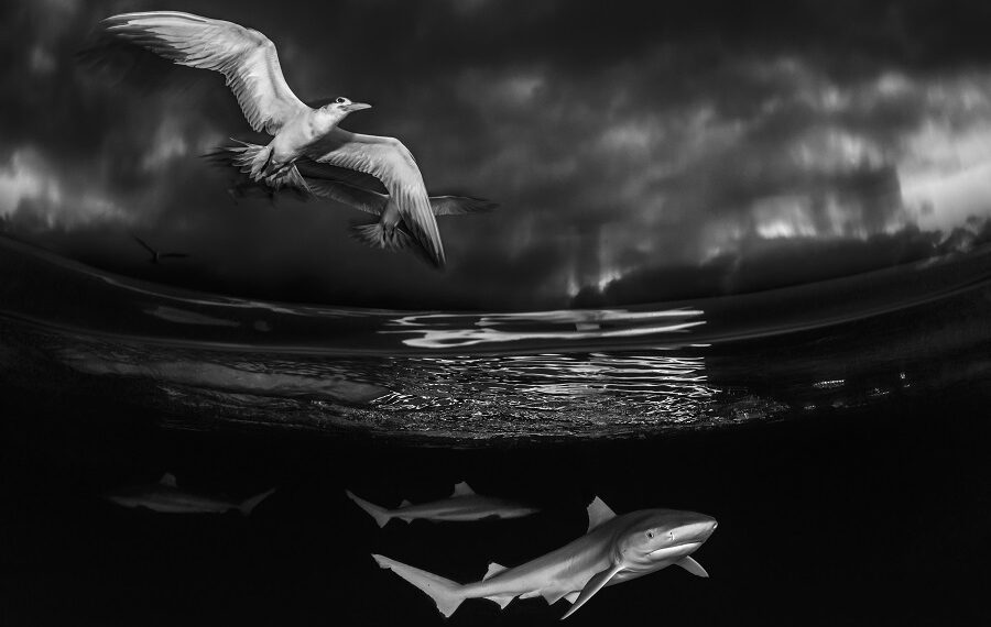 602borutfurlan 900x570