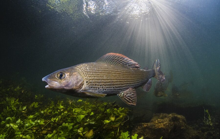 902paulcolley 900x570