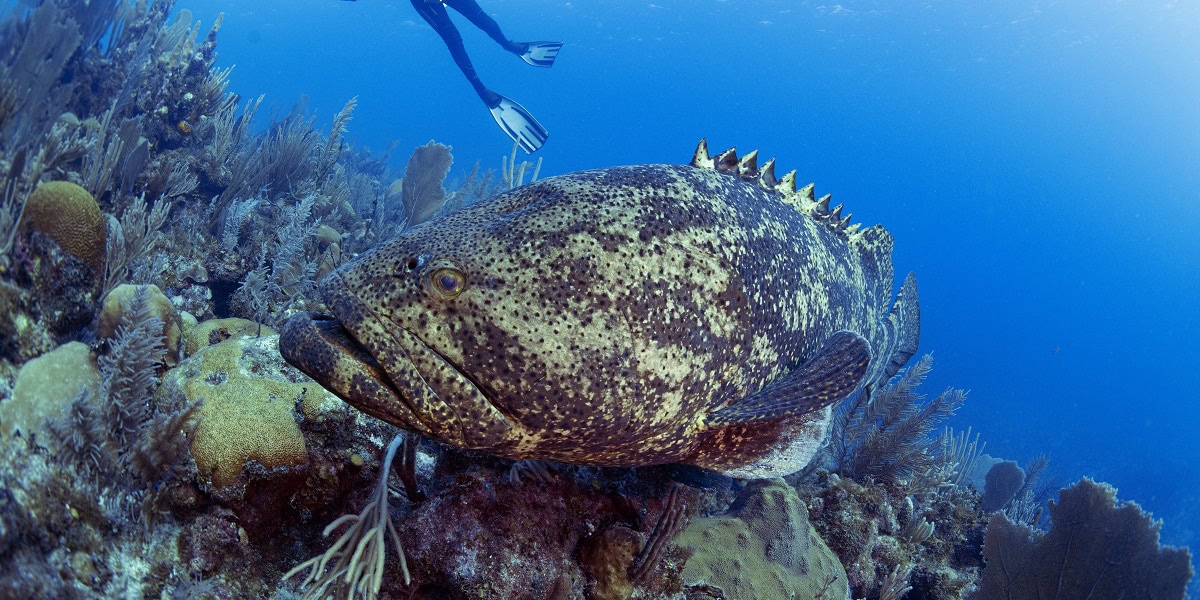 Poisson géant dans un écosystème marin riche en coraux et vie aquatique.