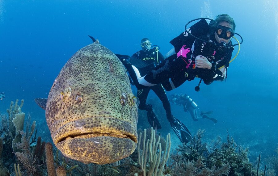 Le saviez-vous ? 10 infos à connaître sur epinephelus itajara, le mérou ...