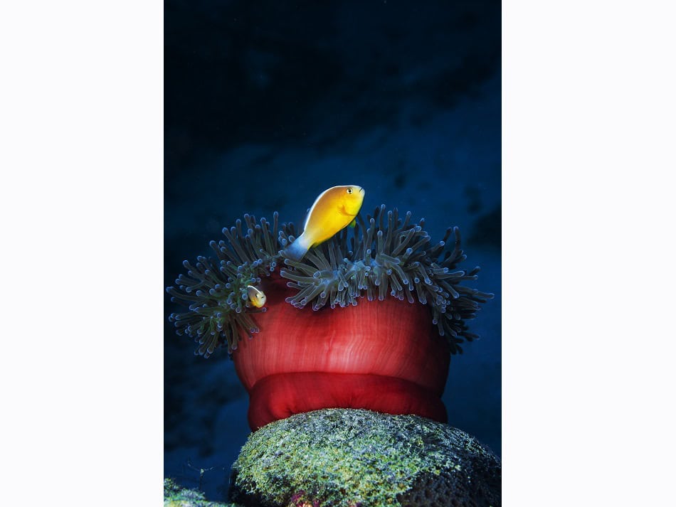 Les anémones rouges sont nombreuses dans la passe en S, ici avec des poissons-clowns. © Gaby Barathieu