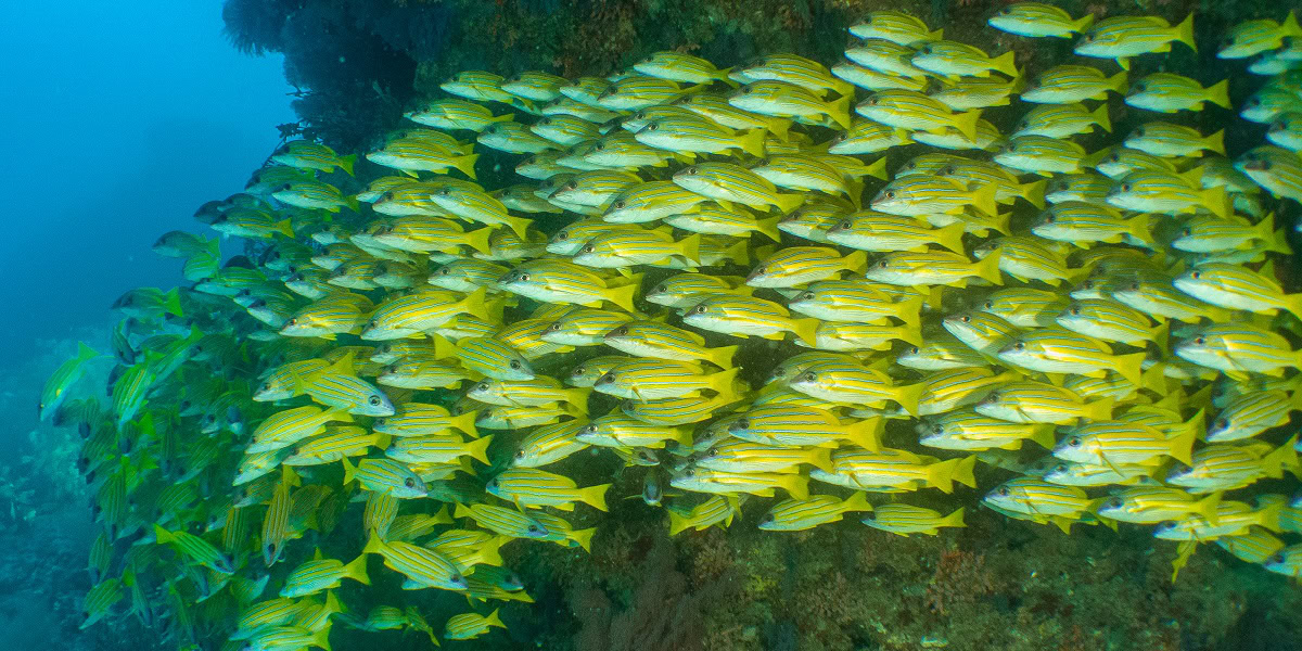École de poissons jaunes évoluant dans un écosystème marin vibrant et coloré.