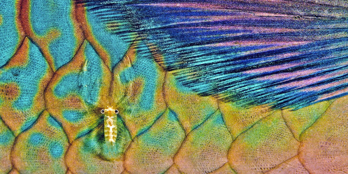 Détails colorés d'un poisson dans un habitat corallien sous-marin vibrant et diversifié.