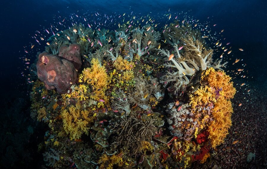 Olympus Digital Camera