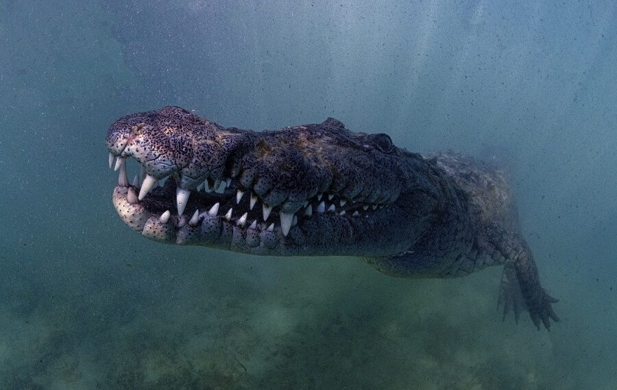 Nicolas Barraque Cuba Jardin De La Reine Decembre 2021 Crocodile De Cuba Crocodylus Rhombifer Nic 0699 900x570