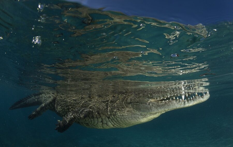 Nicolas Barraque Cuba Jardin De La Reine Decembre 2021 Crocodile De Cuba Crocodylus Rhombifer Nic 1638 900x570