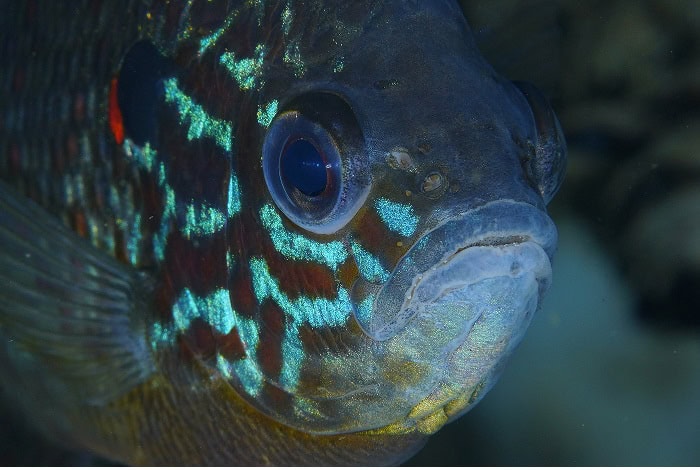 4 Benjamin Raffin 2p 2382