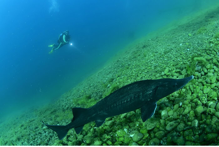 6 Ve╠uronique Wu╠ermli Baudot 4fm 3668