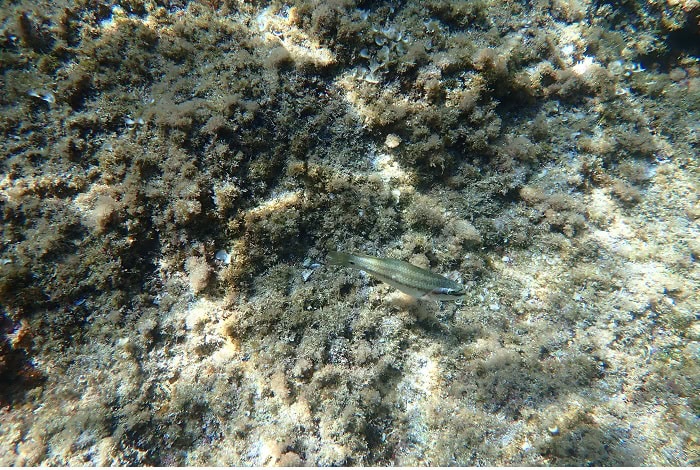 06 Meduse Photo 3