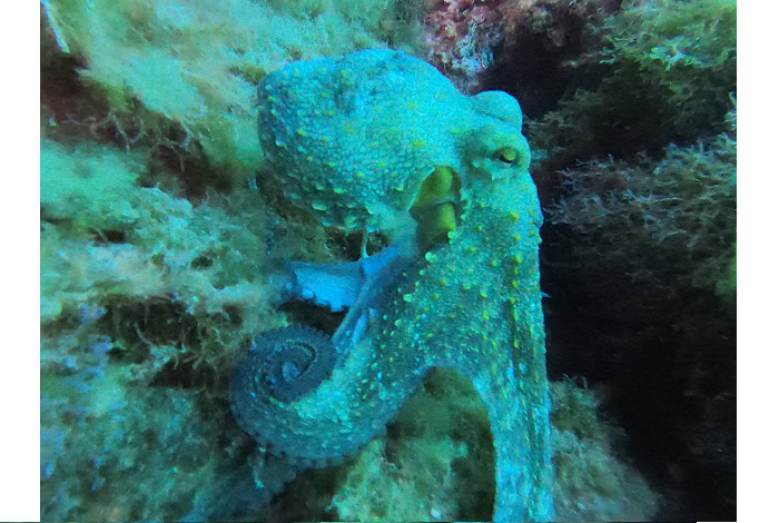 Dcim103goprogopr5583.jpg