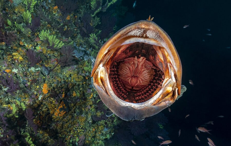 1er Prix Ambiance Masterdesormaispatrickgros Baillou 1 900x570