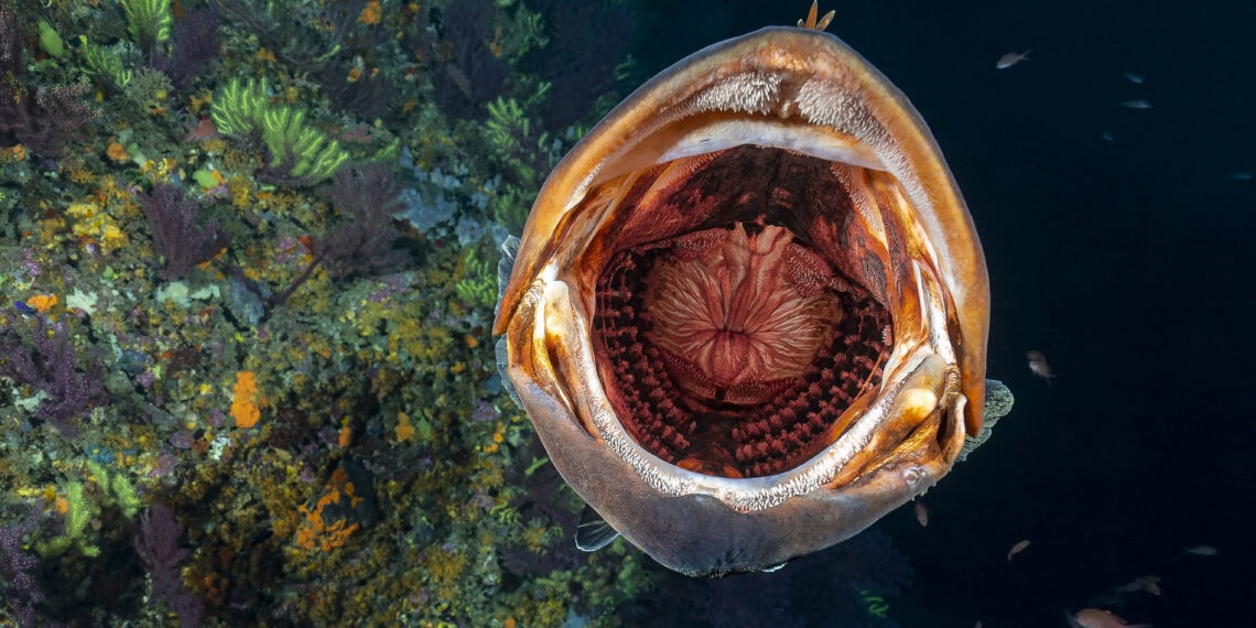 1er Prix Ambiance Masterdesormaispatrickgros Baillou 1140x570