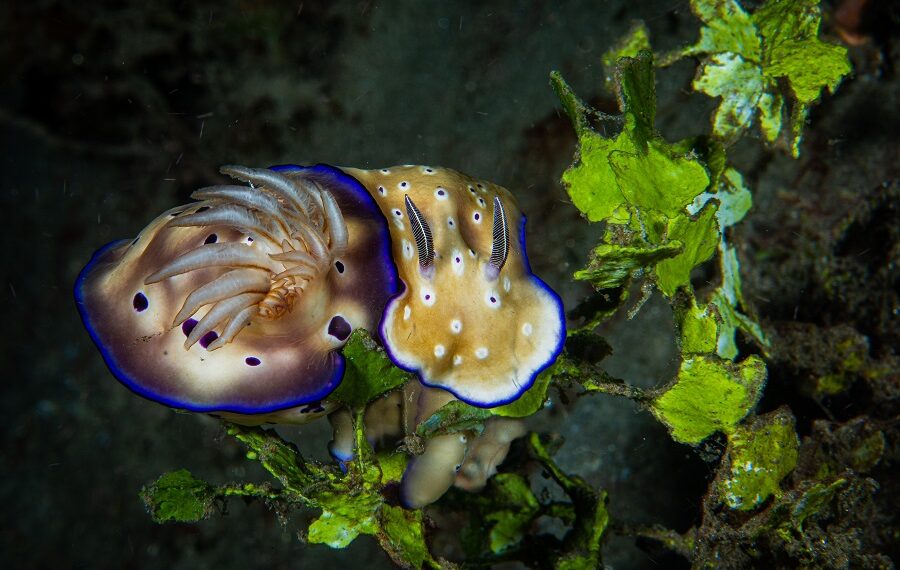 1er Prix Bio Masterdananjean Louisne Plus Faire Quun 900x570