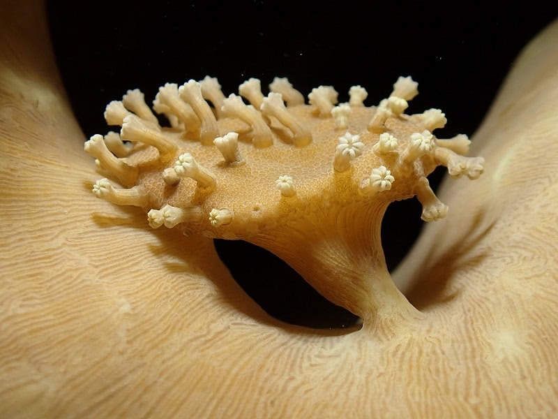 1er Prix Macro Espoirbartalanangeliquecorail Parasol