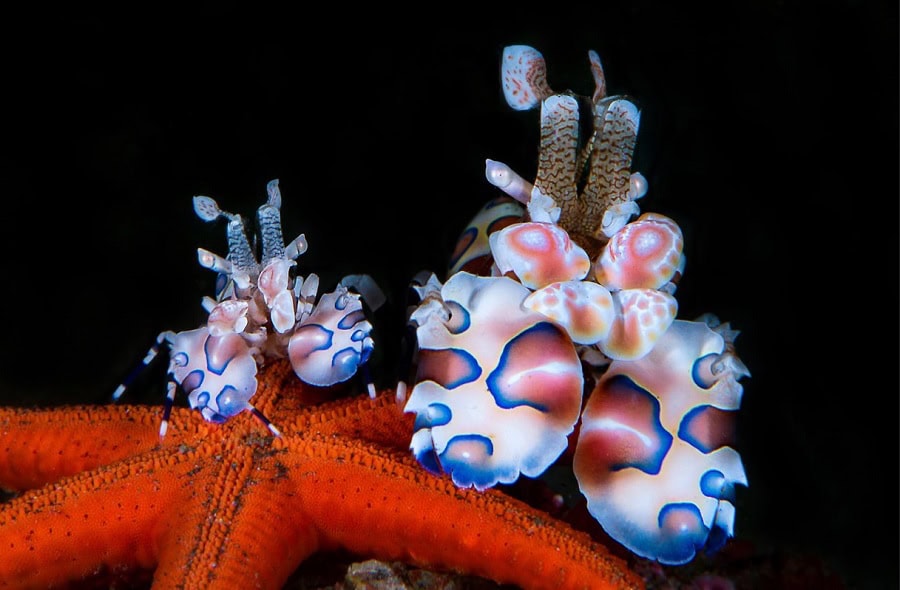 1er Prix Macro Masterpeneaucedriccrevettes Arlequines