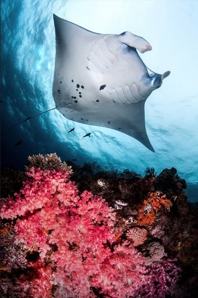 2eme Prix Ambiance Masterpeneaucedricmanta