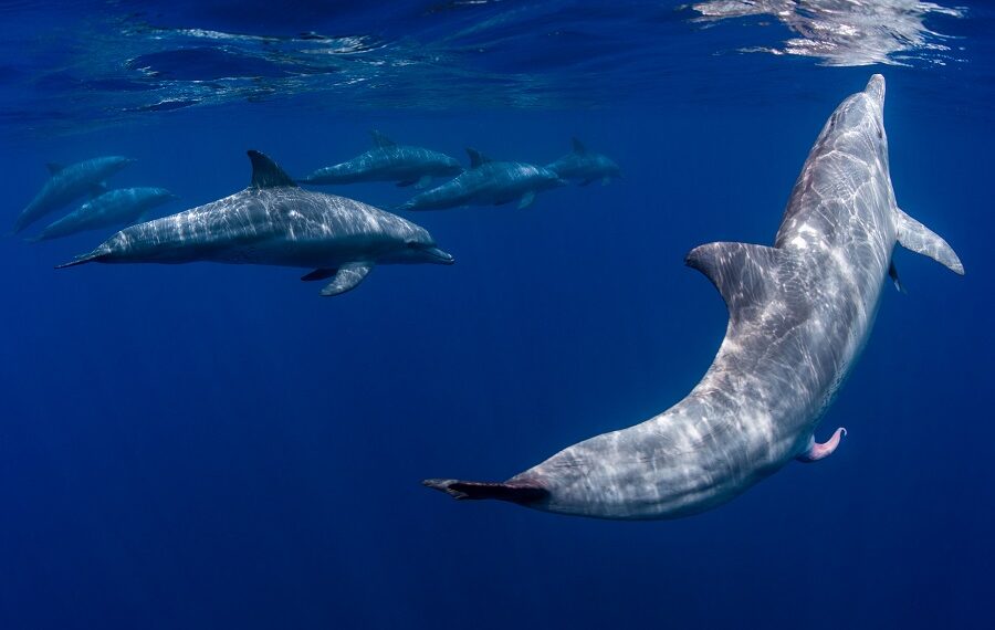 2eme Prix Bio Mastermayniertheola Vie 900x570