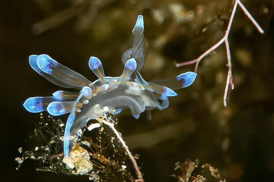 2eme Prix Macro Espoirmorandmathieuoups Je Suis Reperer