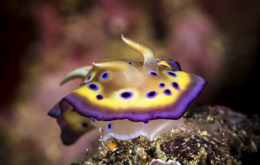 2eme Prix Macro Masterdesormaispatrickjopli Nudi 900x570