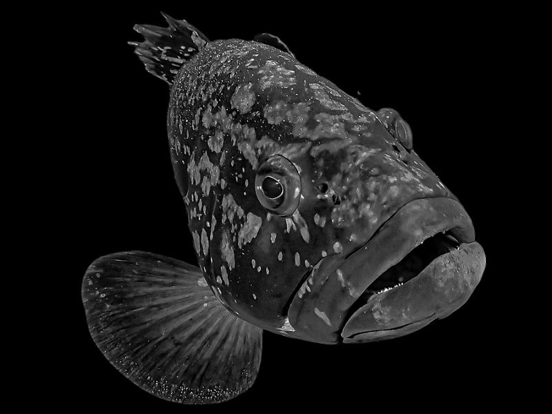 2eme Prix Noir Blancrondeau Yannick Merou