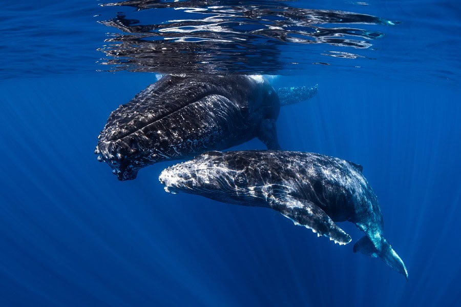 3eme Prix Ambiance Mastermayniertheotendresse