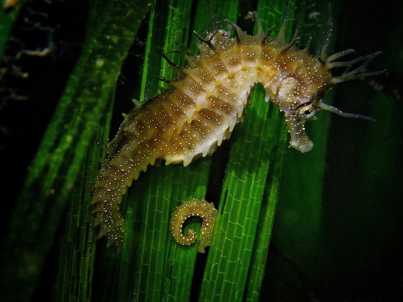 3eme Prix Bio Espoirgroyingridhippocampe