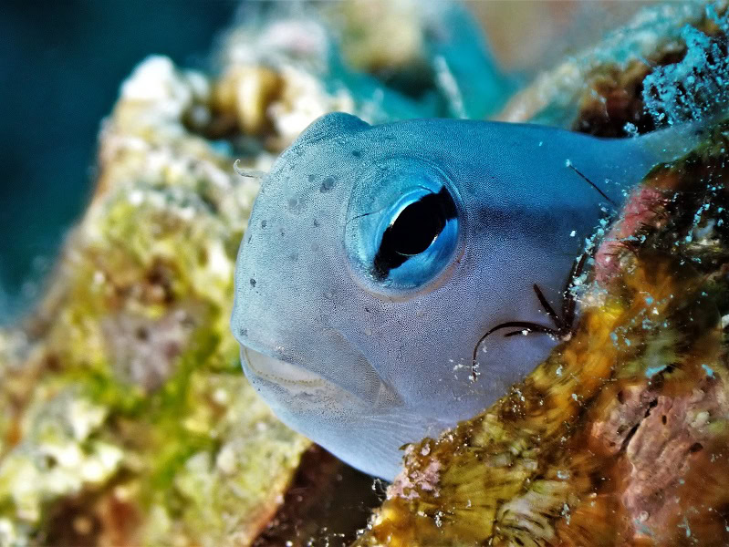 3eme Prix Macro Espoirbartalanangeliquemimetisme