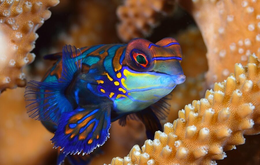 3eme Prix Macro Mastervernetphilippele Mandarin.jpg 900x570