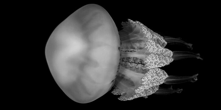 3eme Prix Noir Blancbeauxpierre Jeanrhizostome 728x364