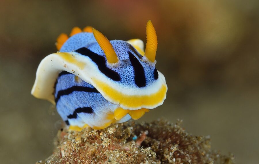 Prix De La Municipalitevernetphilippedouceur.jpg 900x570