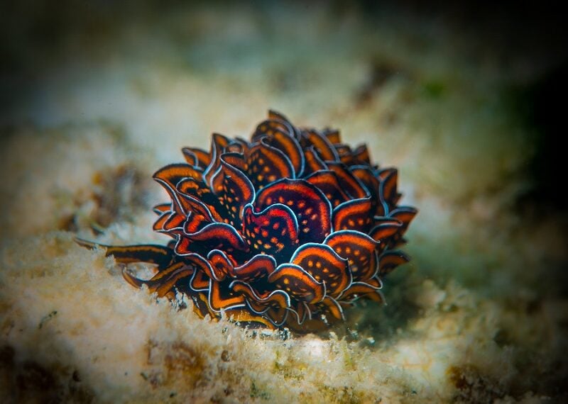 Prix Du Publicnerriereromaincyerce 800x570