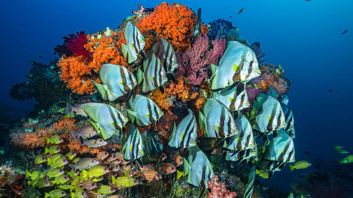 Récif corallien vibrant avec diverses espèces de poissons colorés et coraux.