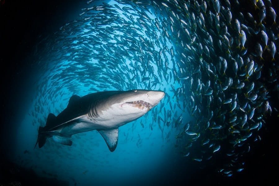 Sharksa1 Hr
